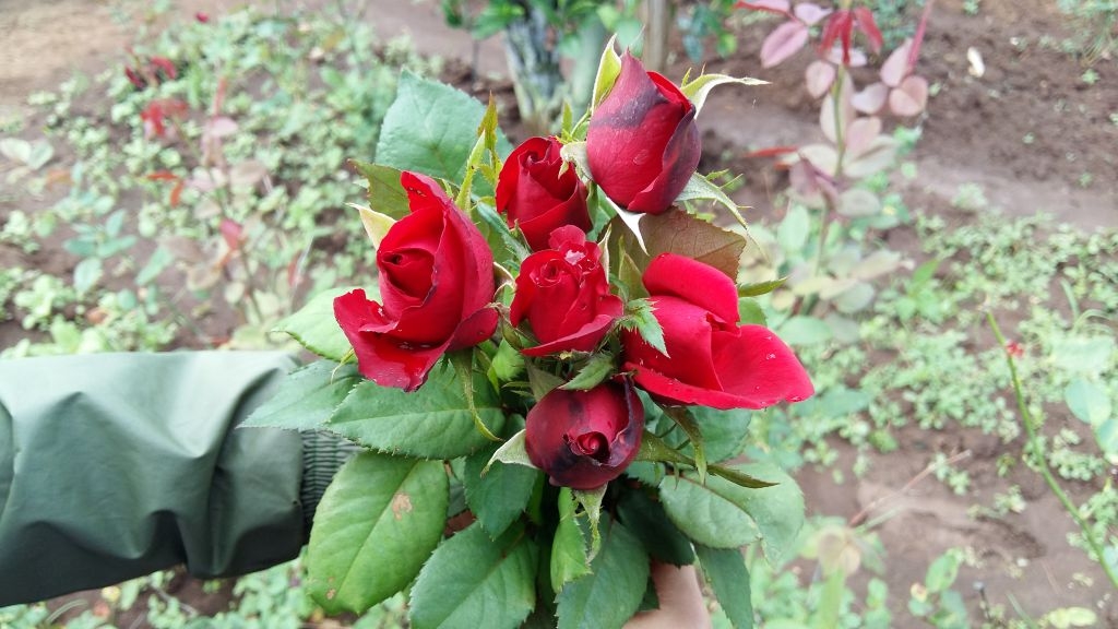 valentine gia hoa hong tang cao nha vuon van khoc