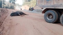 Cá thể bò tót nặng hơn 800kg đâm đầu vào xe tải tử vong