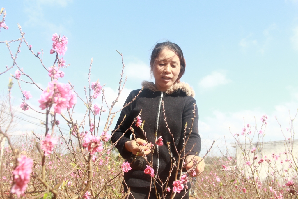 hoa dao xu bac tren dat tay nguyen