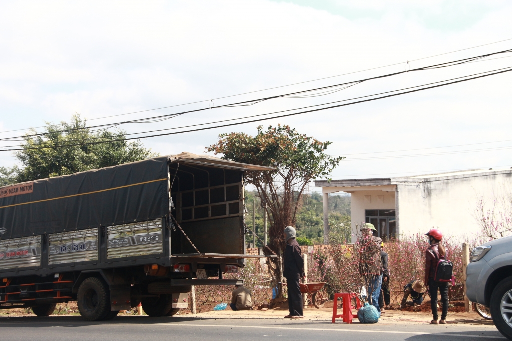 hoa dao xu bac tren dat tay nguyen