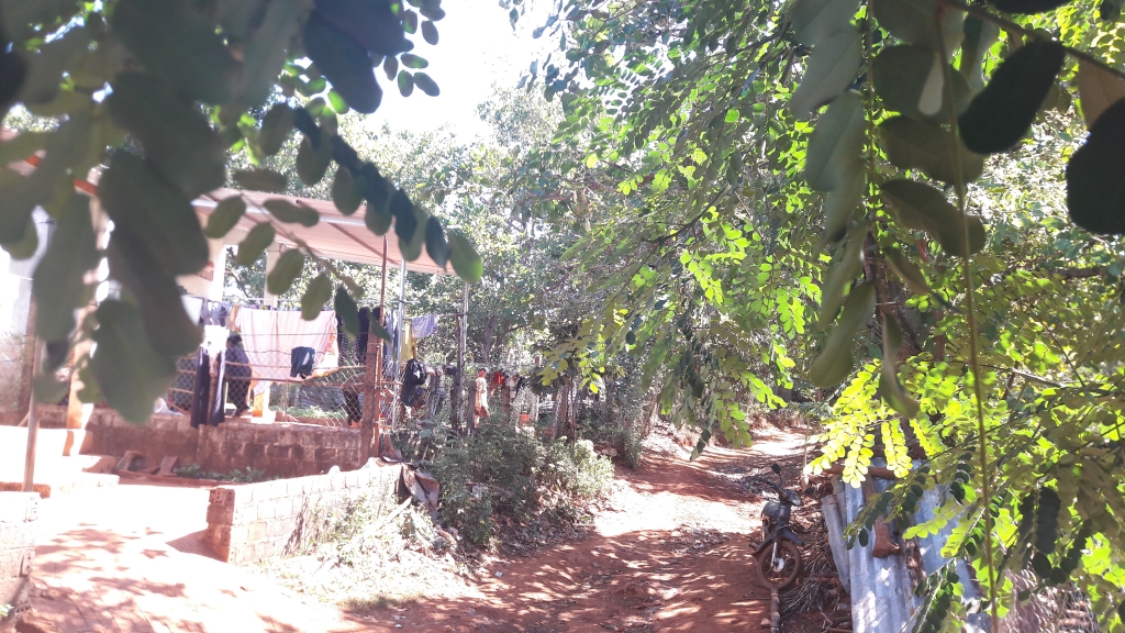 ngo nho khong chong tren doi c5