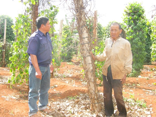 thuong lai trung quoc thu mua re ho tieu ve u phan bon