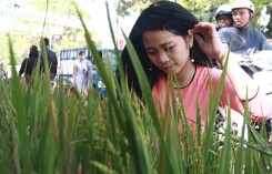 Lúa đồng lên chậu cảnh chơi ngày Tết