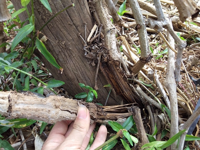 nhung ngay dau nam moi nguoi dan thu phu ho tieu dieu dung vi tieu chet hang loat
