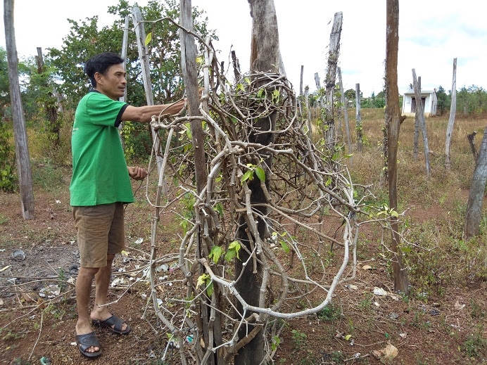 nhung ngay dau nam moi nguoi dan thu phu ho tieu dieu dung vi tieu chet hang loat