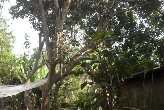 dak lak nam thanh nien viet loi xin loi roi treo co tu tu