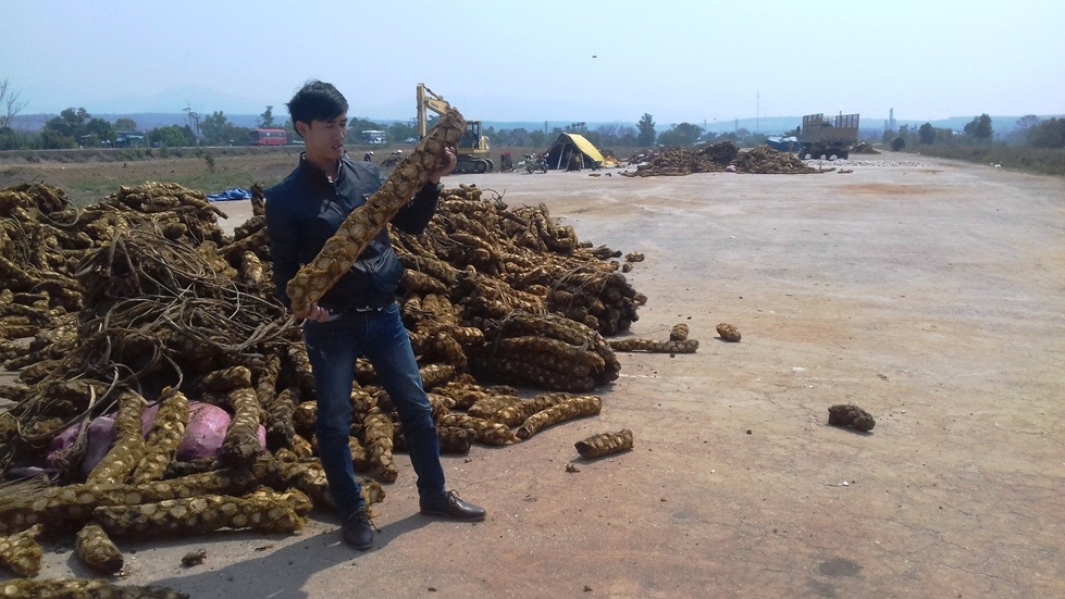 thuong lai trung quoc tro lai thu mua cay rung sau thoi gian dai vang bong