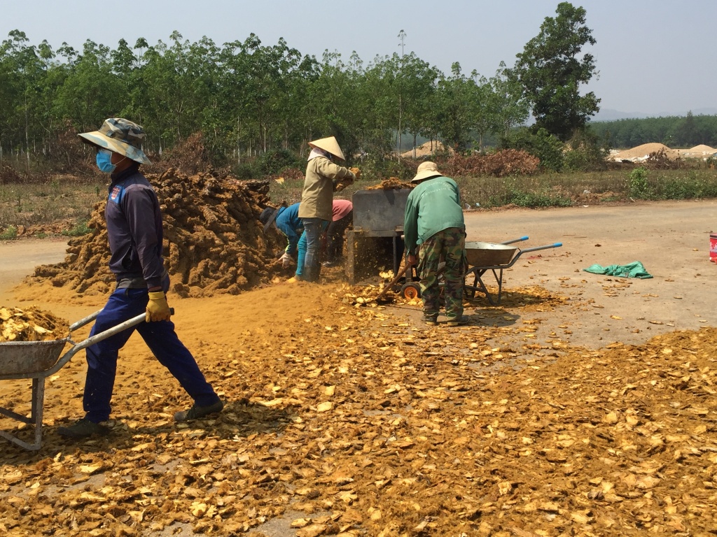 thuong lai trung quoc tro lai thu mua cay rung sau thoi gian dai vang bong