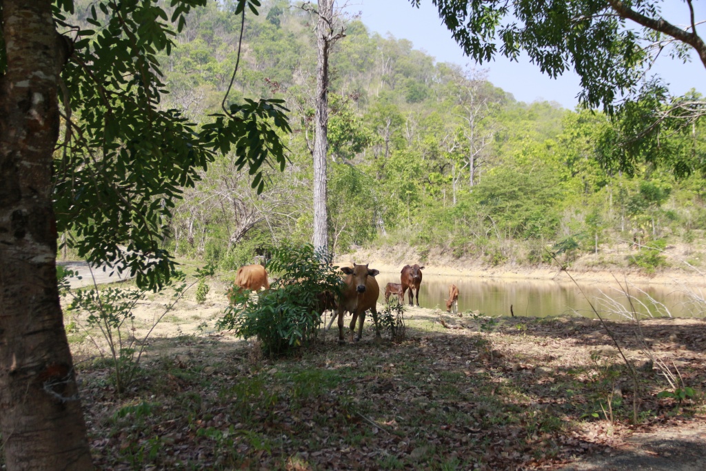 dak lak khu du lich sinh thai hoang tan