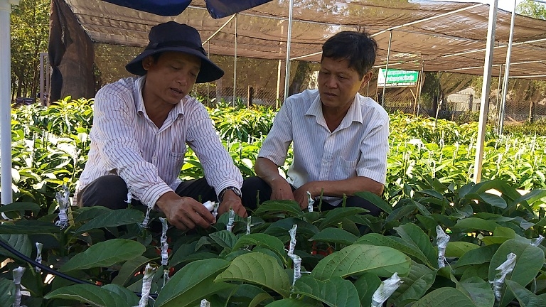 lao nong pha 4000 tru tieu trong bo mang lai thu nhap hon 300 trieu dongnam