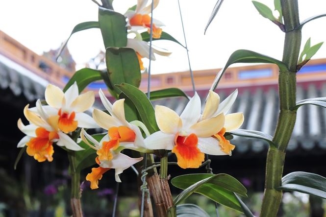 festival hue 2018 ngan ngo voi ky hoa di thao trong hoang cung hue