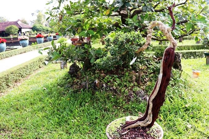 festival hue 2018 ngan ngo voi ky hoa di thao trong hoang cung hue