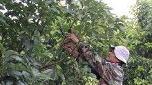 Đắk Lắk: Giá bơ cao, nông dân vẫn khóc ròng
