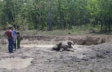 Phát hiện cá thể voi chết trong Vườn quốc gia Yok Đôn