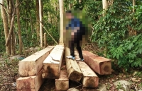 lai xay ra pha rung nghiem trong o dak nong