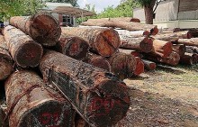 Vụ bắt trùm gỗ lậu Phượng 'râu': Kiểm điểm 9 cán bộ kiểm lâm huyện