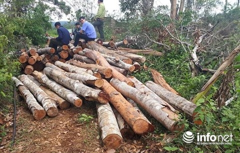 lai xay ra pha rung nghiem trong o dak nong