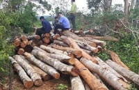 coi thuong phap luat doanh nghiep xe thit dat rung ban cho nguoi dan su dung