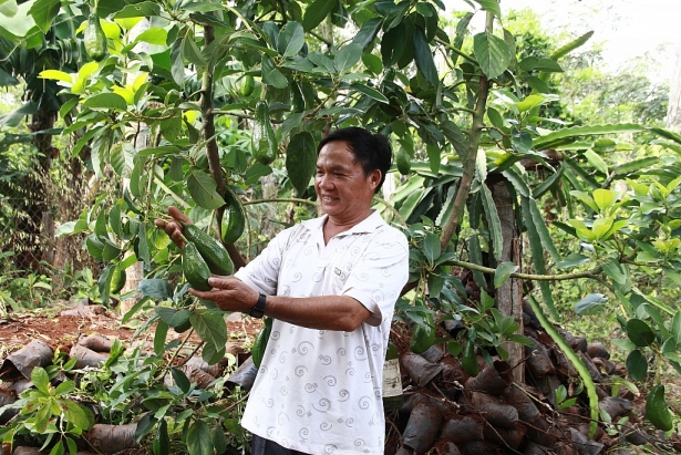 dak lak vao vu thu hoach bo nguoi thu tram trieu nguoi lam khong cong