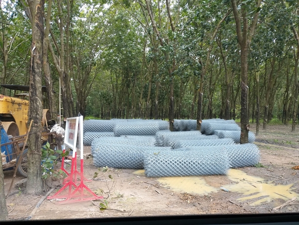 hang chuc hecta khoai mi cua nguoi dan tay ninh bi cay nat pha hu hong