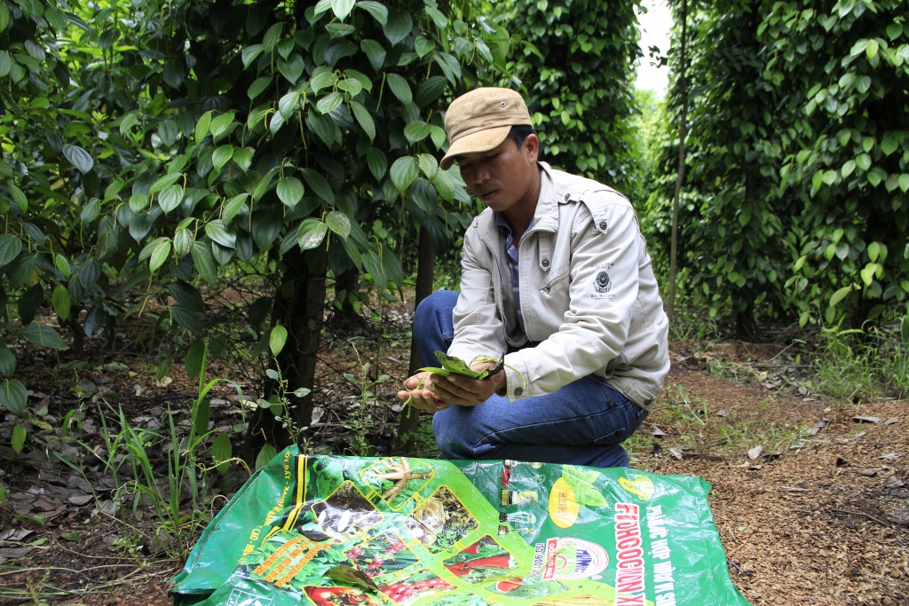 tieu bi chay la rung la nghi do phan bon kem chat luong