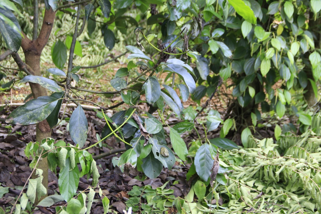 tieu bi chay la rung la nghi do phan bon kem chat luong