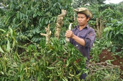 Vườn cà phê quả trĩu cành bị chặt phá tan hoang