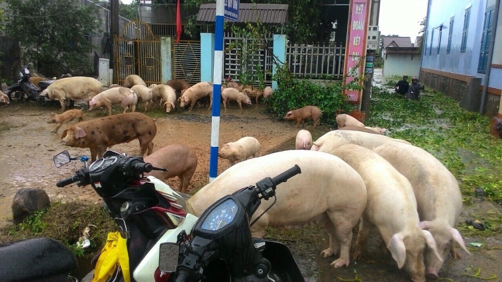 tay nguyen xo xac sau con bao so 12 bao damrey