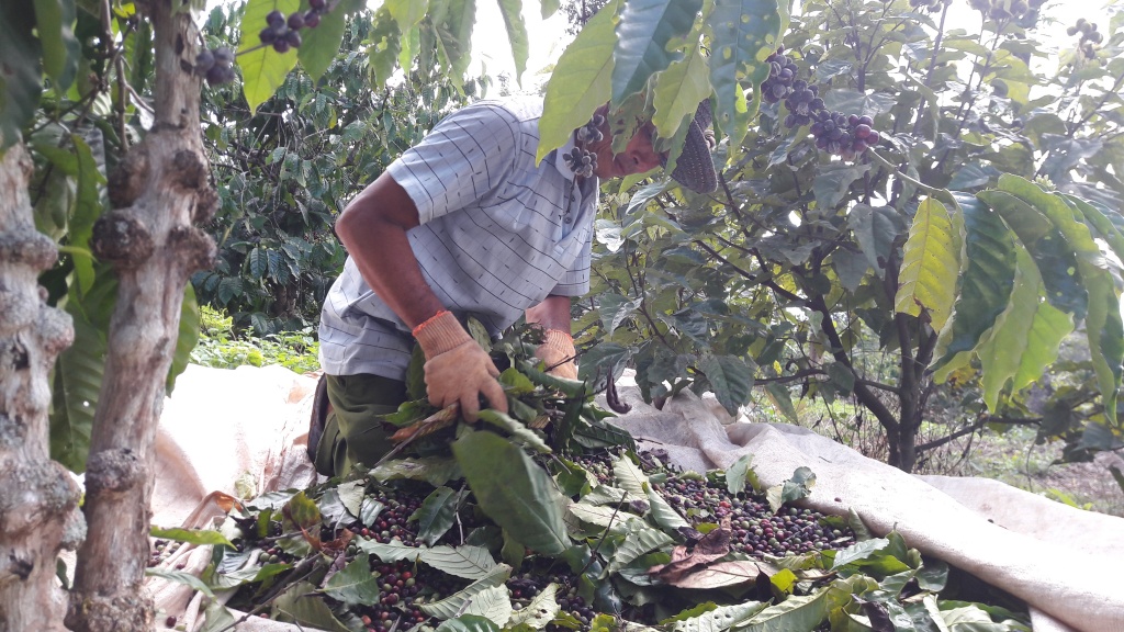 tay nguyen mua keo dai nguoi dan lao dao vi ca phe bi thoi rung trang goc