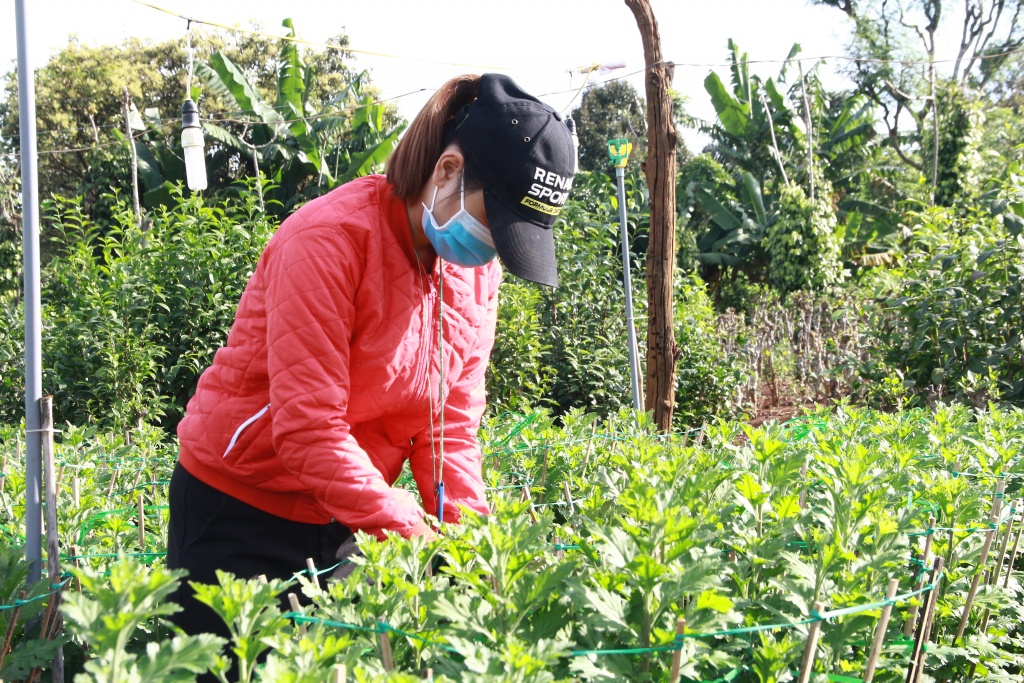 nhung ngay can tet nguyen dan nha vuon heo hon vi cuc