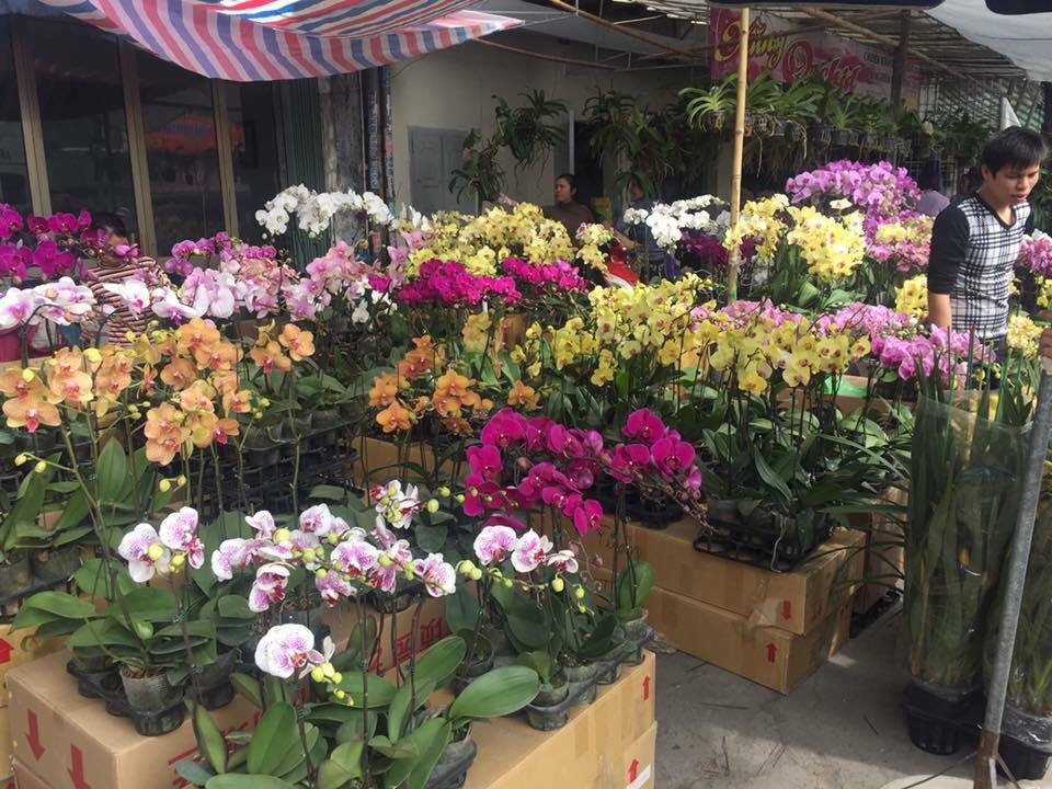 bo tien trieu mua hoa lan choi tet can than hang doi lot da lat