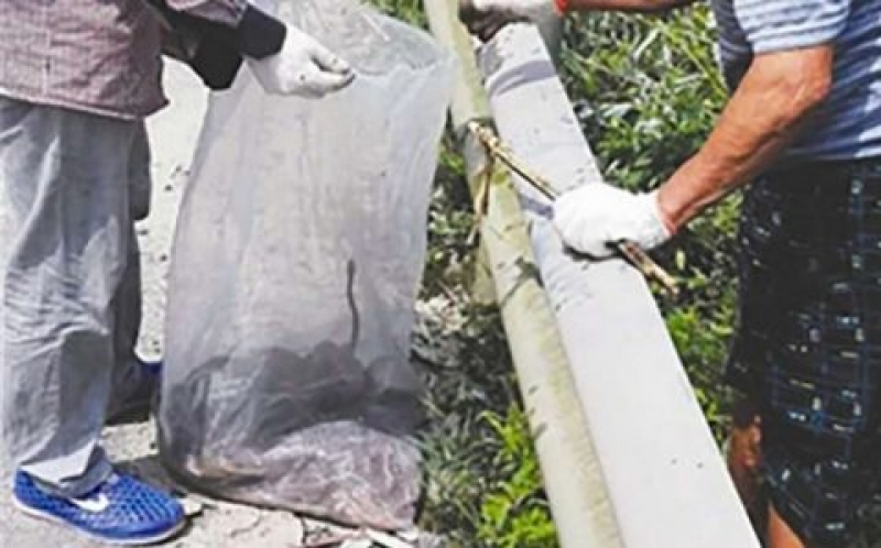 kinh hoang ngoi lang he buoc ra duong la so va phai ran