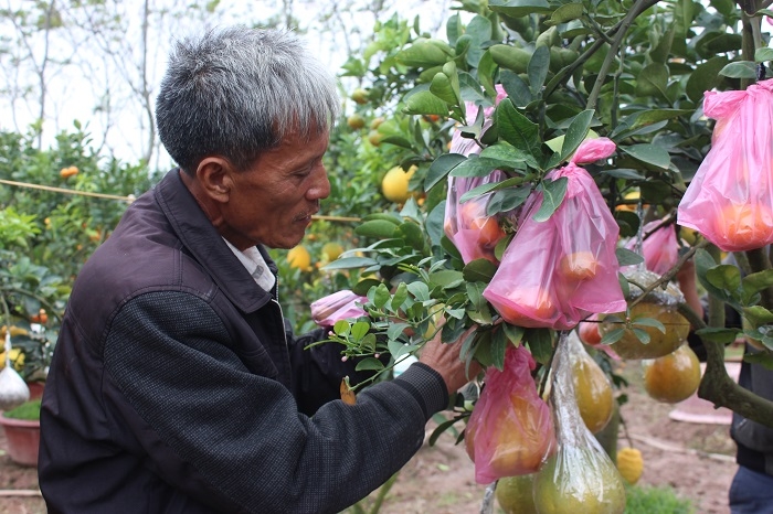 doc dao mot cay de 10 loai qua cua ty phu ha thanh