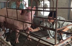 Dự báo giá heo hơi xuất chuồng ngày 16/1: Bình Dương không lo thiếu hàng thịt heo Tết