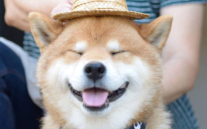 dogecoin tien dien tu tang 8 lan gia tri thoi gian qua