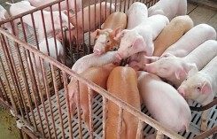 Giá heo (lợn) hơi hôm nay (25/11): Miền Trung liên tục giảm trong tuần
