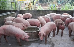 Giá heo hơi hôm nay 12/5: Có nơi tăng tới 6.000 đồng/kg