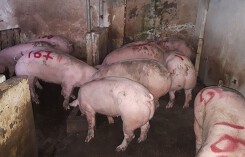 Giá heo hơi hôm nay 21/2: Sau Tết heo tăng giá có nơi 38.000 đồng/kg