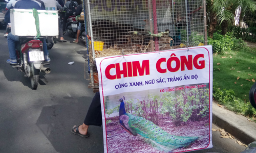 chim cong 50 trieu dong ban dao o sai gon