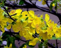 dac san tet tu buoi sinh hoc den ga thao duoc