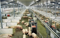 Giá heo hơi hôm nay 25/1: Đồng Nai giảm 2.000 đồng/kg