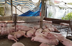 Giá heo hơi hôm nay 23/2: Miền Bắc tiếp tục giảm 4.000 đồng/kg