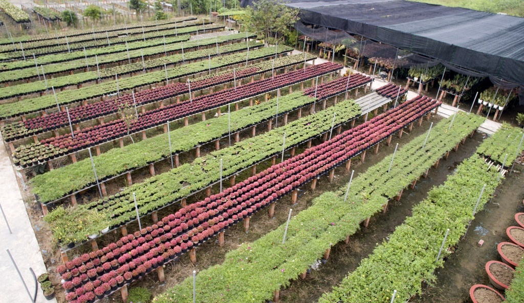Vựa hoa lớn nhất miền Tây bắt đầu chuyển hàng về chợ Tết, nhiều nhà vườn không còn hoa để bán vua hoa lon nhat mien tay bat dau chuyen hang ve cho tet nhieu nha vuon da ban het hang
