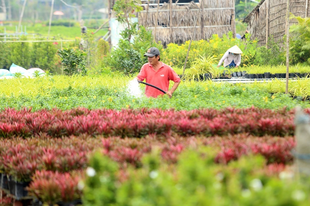 Vựa hoa lớn nhất miền Tây bắt đầu chuyển hàng về chợ Tết, nhiều nhà vườn không còn hoa để bán vua hoa lon nhat mien tay bat dau chuyen hang ve cho tet nhieu nha vuon da ban het hang