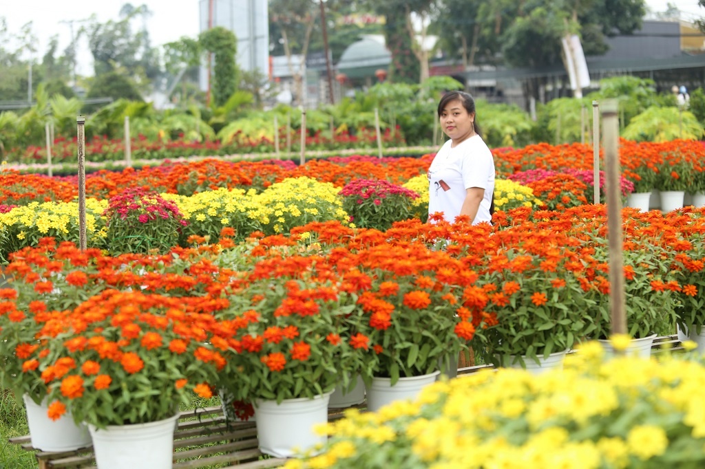 Vựa hoa lớn nhất miền Tây bắt đầu chuyển hàng về chợ Tết, nhiều nhà vườn không còn hoa để bán vua hoa lon nhat mien tay bat dau chuyen hang ve cho tet nhieu nha vuon da ban het hang
