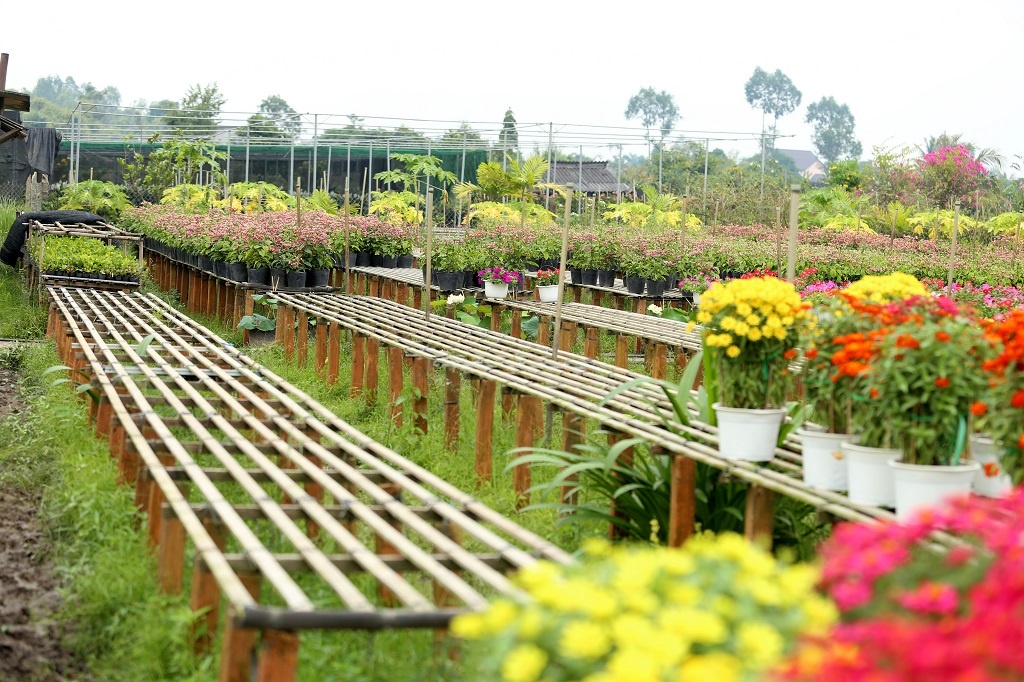 Vựa hoa lớn nhất miền Tây bắt đầu chuyển hàng về chợ Tết, nhiều nhà vườn không còn hoa để bán vua hoa lon nhat mien tay bat dau chuyen hang ve cho tet nhieu nha vuon da ban het hang