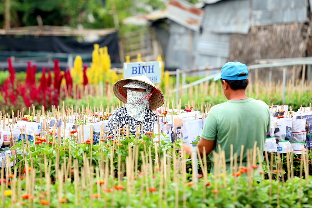 Vựa hoa lớn nhất miền Tây bắt đầu chuyển hàng về chợ Tết, nhiều nhà vườn không còn hoa để bán vua hoa lon nhat mien tay bat dau chuyen hang ve cho tet nhieu nha vuon da ban het hang