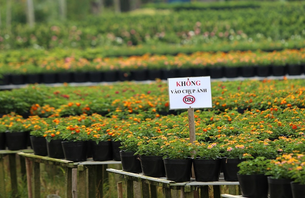 Vựa hoa lớn nhất miền Tây bắt đầu chuyển hàng về chợ Tết, nhiều nhà vườn không còn hoa để bán vua hoa lon nhat mien tay bat dau chuyen hang ve cho tet nhieu nha vuon da ban het hang