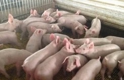 Giá heo hơi hôm nay 8/6: Miền Nam lục đục giảm giá bán