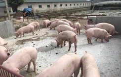 Giá heo (lợn) hơi hôm nay (19/12): Tiếp tục giảm ở hai miền Bắc, Nam